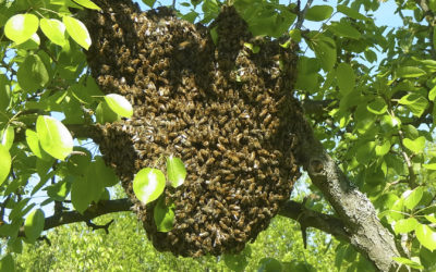 Honigbienen